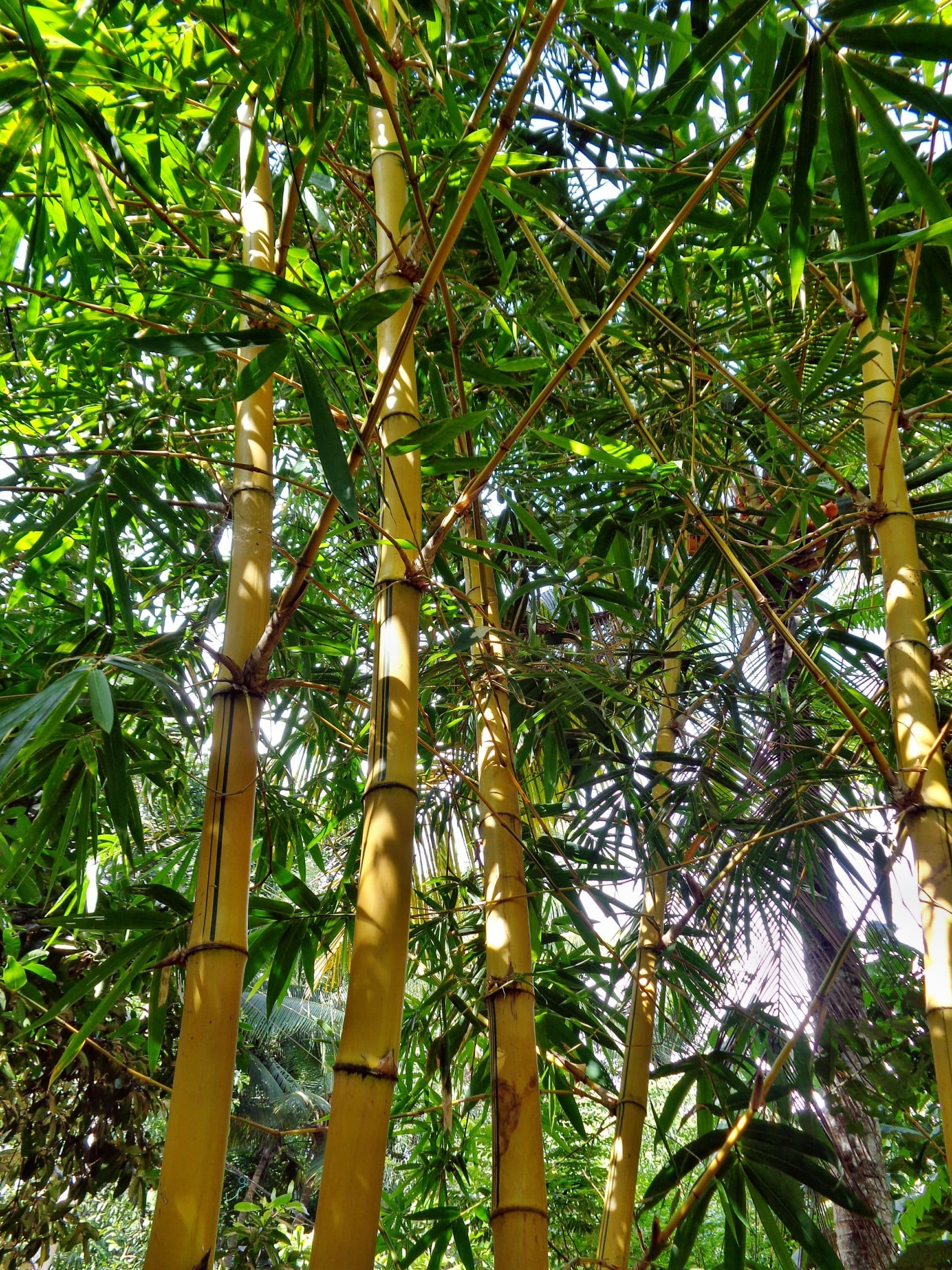 Bambou géant – maPlante