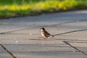 moineau en ville